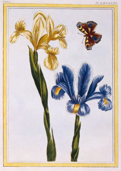 Iris amarillos y violetas, c.1776 de Pierre Joseph Buchoz